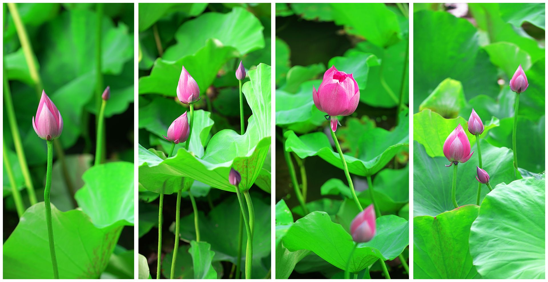 关于举办“芙蓉杯”大开云手机注册AI